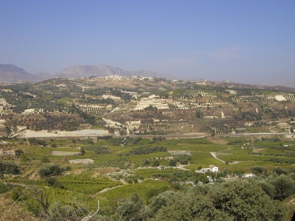 Vineyards of Dafnes